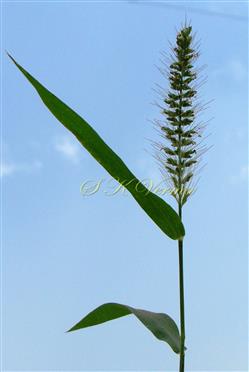  Panicle